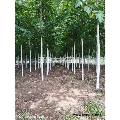 美國紅楓、抗寒美國紅楓、紅楓扦插小苗、1-2米、美國紅楓大樹