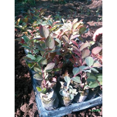 供應紫薇，紅楓，紅葉李，紫荊，連翹，西府海棠