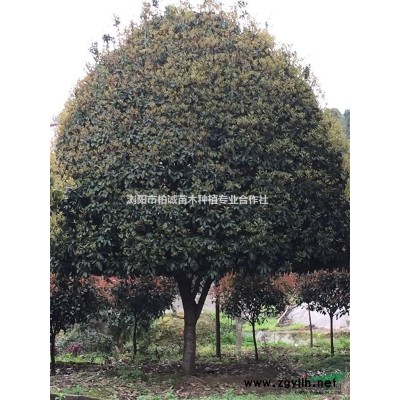 湖南紅楓；紅楓小苗；大紅楓，高桿嫁接紅楓，紅楓價格