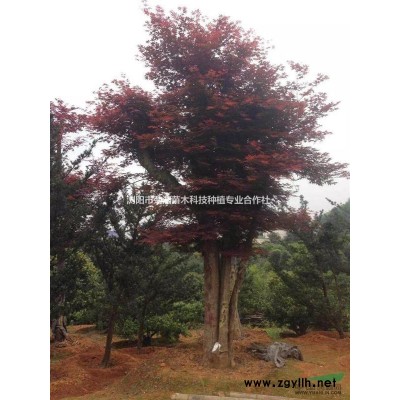 出售20公分-45公分高桿紅楓