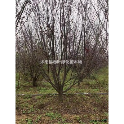 紅葉李小苗紅葉李處理紅葉李產地叢生紅葉李