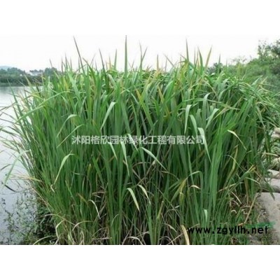 江蘇紅葉李樹(shù)苗/紫葉李哪里好/紅葉李樹(shù)苗哪家便宜