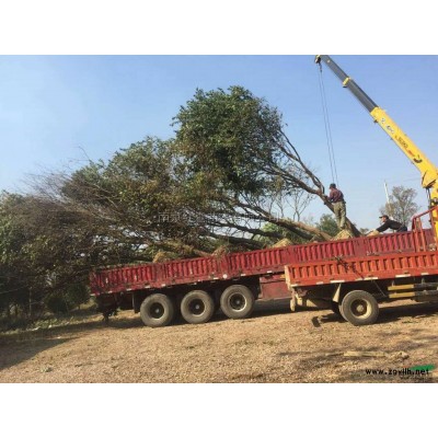 6-11公分紅葉石楠 紅葉石楠價格 南京紅葉石楠