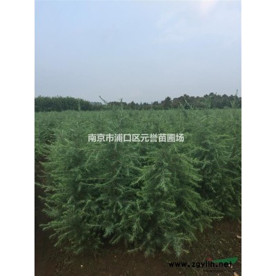 桂花,大桂花，獨(dú)桿桂花，桂花球，工程桂花，南京精品桂花