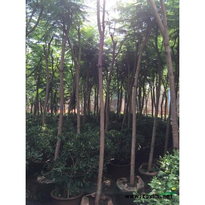 供應云南花葉連翹球容器苗，昆明花葉連翹球袋苗，花葉連翹熟苗