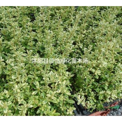 連翹花 連翹小苗 東北連翹苗 連翹花球 園林綠化小區綠化