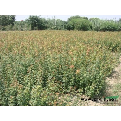 供應紅葉石楠小苗