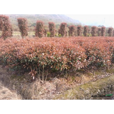 大批紅葉石楠球（130*110)低價處理（浙江麗水地區）