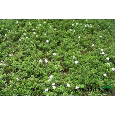 紅葉石楠報價/湖南紅葉石楠報價