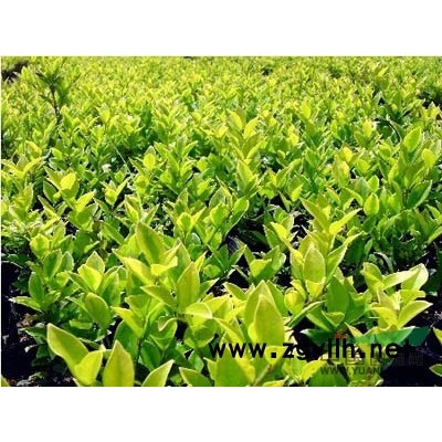 金森女貞*新價(jià)格/金森女貞報(bào)價(jià)