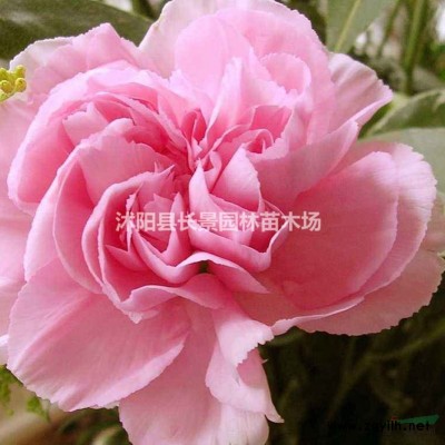 哪里有賣法國冬青種子的公司？