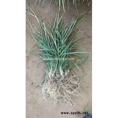 竹子，麥冬，黃楊，金葉女貞，紅葉小檗，紅葉石楠，衛(wèi)矛。