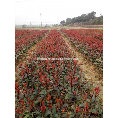 郴州紅葉石楠苗，湖南優(yōu)質(zhì)紅葉石楠小苗，紅葉石楠小苗價格