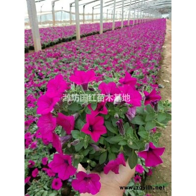 紅葉石楠，小葉扶芳藤，金葉女貞，瓜子黃楊，衛(wèi)矛