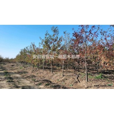 多規格娜塔櫟產地直銷