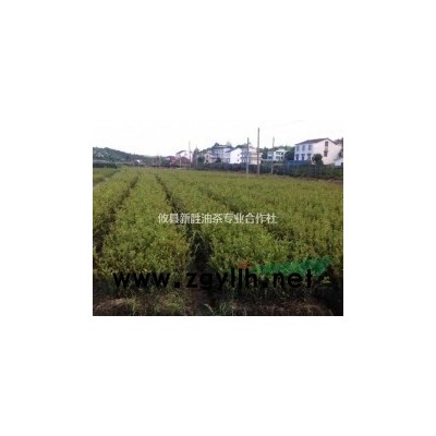 供嫁接油茶苗營器杯數(shù)億株，紅花油茶百萬株