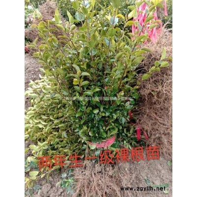 一年生長(zhǎng)林系列嫁接油茶苗哪里買(mǎi)？哪里便宜？