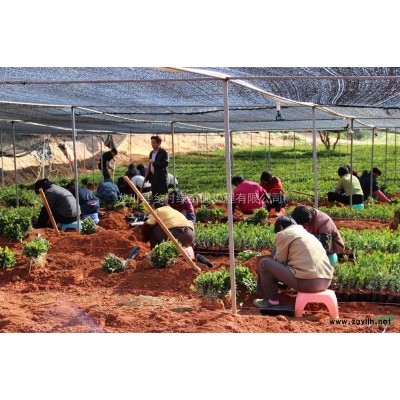 供應優質本地（1-2年）嫁接油茶苗