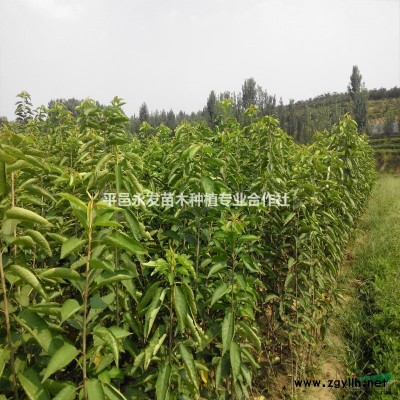 甜茶苗甜茶苗價格臨沂甜茶苗