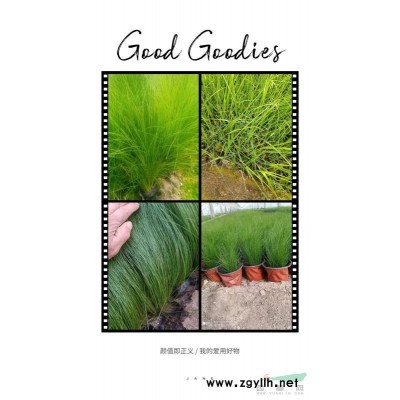 冬青，黃楊，龍柏，葦茅，紅葉石楠，女貞，各類草花等等。