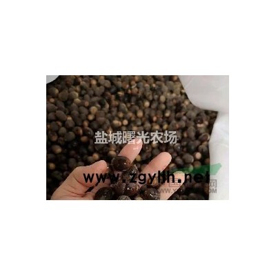 美國(guó)*娜塔櫟種子