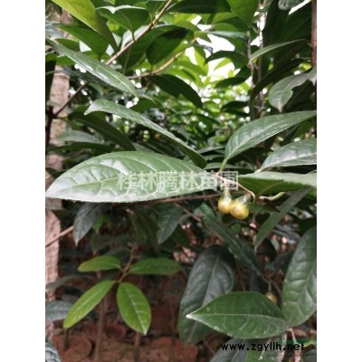 供應金花茶苗到3公分大苗