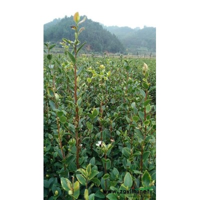 *供應油茶苗
