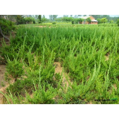 大花六道木 大花六道木價格  大花六道木基地