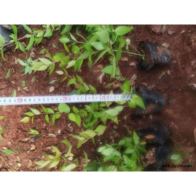 大花六道木 大花六道木種植銷(xiāo)售