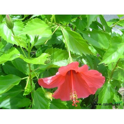 地中海莢蒾   地中海莢蒾小苗    地中海莢蒾苗圃基地