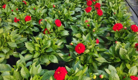 多地疫情反彈 花卉深陷價(jià)量雙跌困境