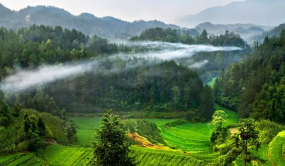 重慶加強(qiáng)生態(tài)環(huán)境司法與林業(yè)監(jiān)管執(zhí)法協(xié)作