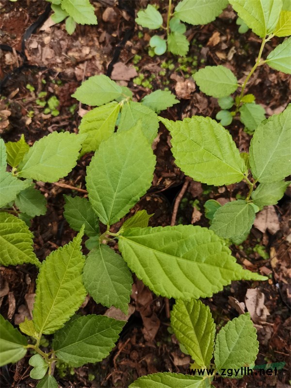 人工繁育的平當樹幼苗 (2).jpg 人工繁育的平當樹幼苗 (2).jpg