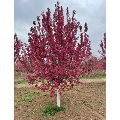 出售絢麗海棠5公分8公分10公分山東